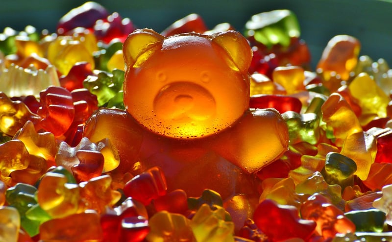 Bear in the wild