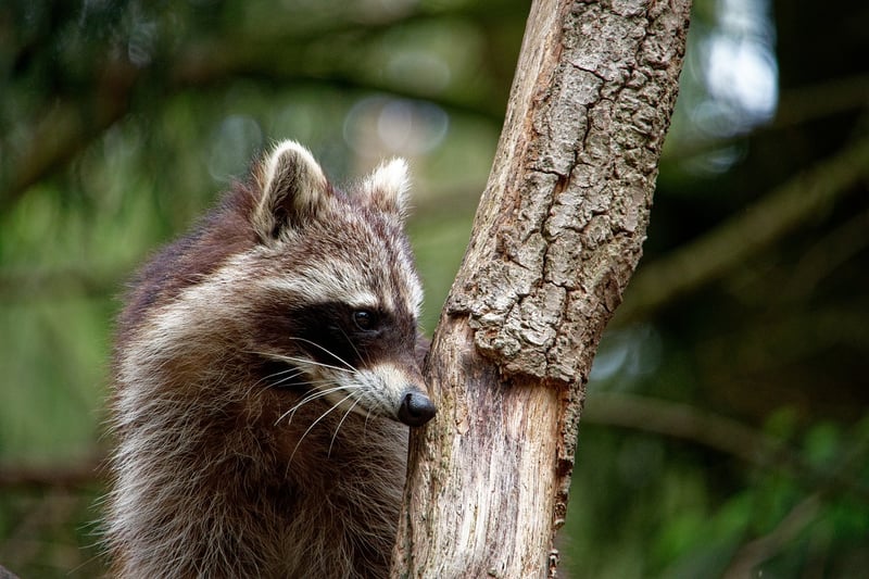 Raccoon Wildlife