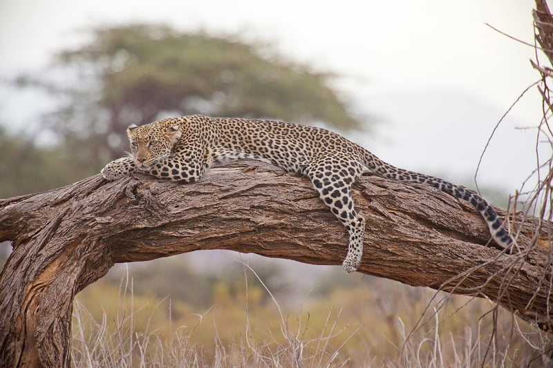Jungle Safaris