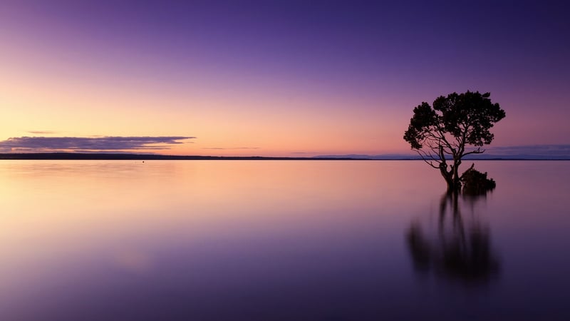Sunset in the wild